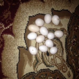 Yaponka yumurtasI Hal hazirda mayalıdır satılır 1 manata real alicila