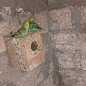 satıram nağd papuqaylardı bır defe bala almıs