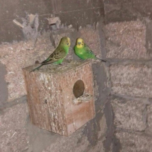 satıram nağd papuqaylardı bır defe bala almısam Hec bır prablemlerı yo