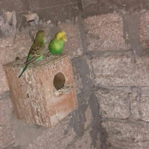 satıram nağd papuqaylardı bır defe bala almısam Hec bır prablemlerı yo