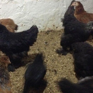 Brama toyuqlari 2 ay 20 gunlukdur. saglamdirlar. 60 ədədə yaxin var