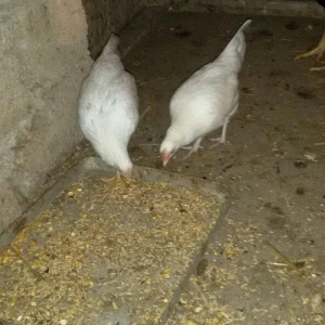 2 ədəd ağ yaponka(yakaxoma) satılır 6 aylığ