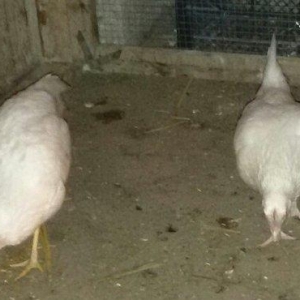 2 ədəd ağ yaponka(yakaxoma) satılır 6 aylığdılar tam sağlamdılar az ra