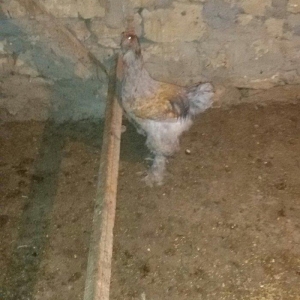 6 aylığ brama xoruzu tam sağlamdı bütün vaks