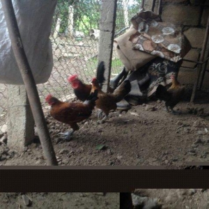 Yaponka cutu 30 manat hal hazirda yumurtlayir elaqe  ucun whatsap 0516