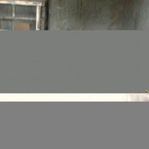 Yaponka cutu 30 manat hal hazirda yumurtlayir elaqe  ucun whatsap 0516