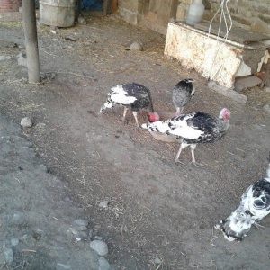 hay bird jinsi hündüşga Amerikada  cölde meşeliyde yaşayan jinsdi 1 il