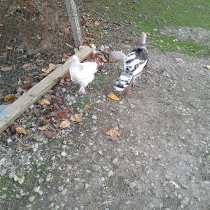 hay bird jinsi hündüşga Amerikada  cölde meşeliyde yaşayan jinsdi 1 il