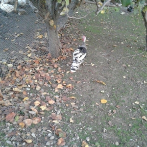 hay bird jinsi hündüşga Amerikada  cölde meşeliyde yaşayan jinsdi 1 il