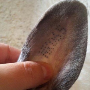 Temiz qan Kaliforniya dovsanlar satilir. Erkey ve disi. 8 ayliqdir her