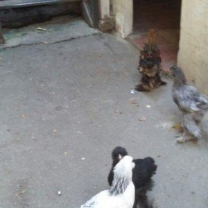 25 EDED 2 AY YARIMLIQ BRAMA CUCELERI VAR.EKSERIYYERI LIGHT(AG)