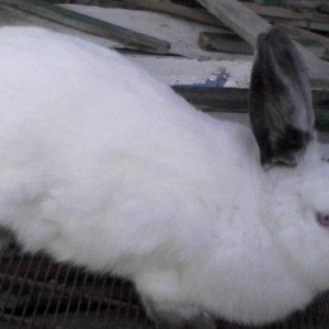 temizqan kaliforniskiy sort dovwan satilir,bogazdi