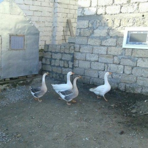 Satıram qazlar ıkısı linda kuban qazıdı ık