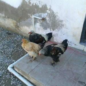 satıram bramalar ıkı xoruz bırı feredı Hec b