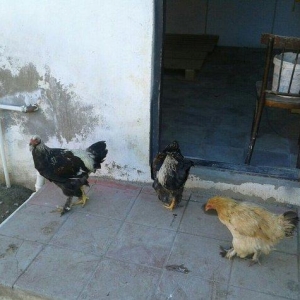 satıram bramalar ıkı xoruz bırı feredı Hec bır prablemlerı yoxdu vaksı