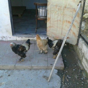 satıram bramalar ıkı xoruz bırı feredı Hec bır prablemlerı yoxdu vaksı