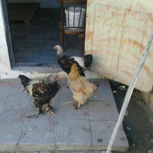 satıram bramalar ıkı xoruz bırı feredı Hec bır prablemlerı yoxdu vaksı