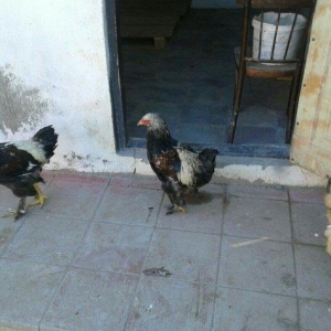 satıram bramalar ıkı xoruz bırı feredı Hec bır prablemlerı yoxdu vaksı