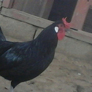 salam satram bater de olar xalmaqon qazle deserem 