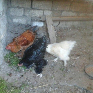 salam satram bater de olar xalmaqon qazle deserem nece ayliq olyrsada