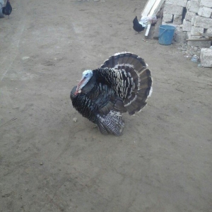 salam satram bater de olar xalmaqon qazle deserem nece ayliq olyrsada