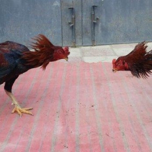 Heyreti xoruzu satilir pay veribler vur defe oz heyreimle buraxmisam m