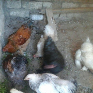 salam brama satram 60 manata ancaq xoryz dlar 7 ay