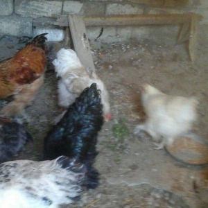 salam brama satram 60 manata ancaq xoryz dlar 7 aylqdi