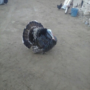 salam hindyska satram 55 manata son qiymet o55 348 02 57