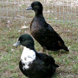 Kal duk ordeyi cut 170 man  en kicik ordek novudu