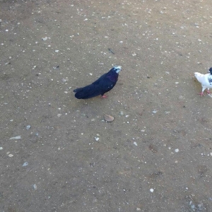 satlir  . yaxsi qaqasa qismet olas qusdardi.  cilbasi 25 m.  qarabasdr