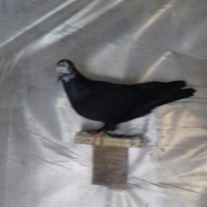 satlir  . yaxsi qaqasa qismet olas qusdardi.  cilbasi 25 m.  qarabasdr