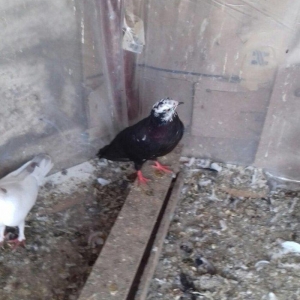 satlir  . yaxsi qaqasa qismet olas qusdardi.  cilbasi 25 m.  qarabasdr