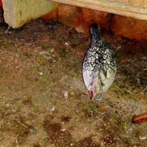 Salam yaponkalar satilir.4dene mayadi temiz qara balaca kekilli das pi