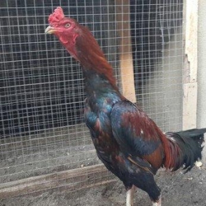 Heyreti xoruzu satilir pay veribler ozumde 2 dene 