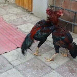 Heyreti xoruzu satilir pay veribler ozumde 2 dene var deyer qapida sax