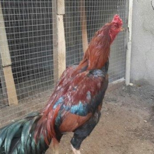 Heyreti xoruzu satilir pay veribler ozumde 2 dene var deyer qapida sax