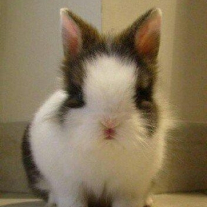 kiçik dovşan balaları satılır. Sağlam və təmizdilər. Dovşan balaları ç