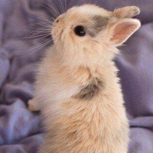 kiçik dovşan balaları satılır. Sağlam və təmizdilər. Dovşan balaları ç