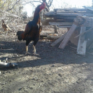 salam tecili satilir doyuwune ve usuluna soz yoxdu qaz hinduwqa ordey