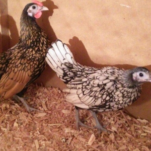 sibirayt bir qizili xoruz 1 gumusu fere 1 limonu f