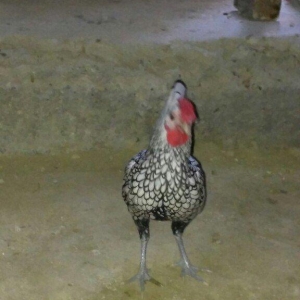 sibirayt xoruz super heyvandi ariginal 100 faiz pu