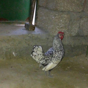 sibirayt xoruz super heyvandi ariginal 100 faiz pul lazim olduqu üçün