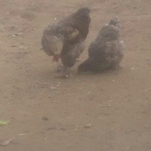 brama xoruz toyuq 100 manat ikisi bir yerde satili