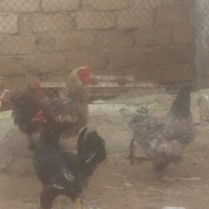 brama xoruz toyuq 100 manat ikisi bir yerde satilir watcap var