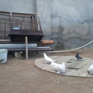 qirmizi quyruq erkeydi 12 tuktu ag maya 16 tuk aci