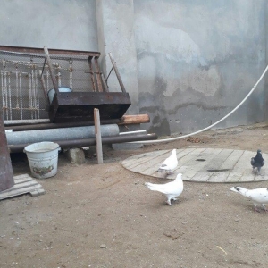 qirmizi quyruq erkeydi 12 tuktu ag maya 16 tuk aciq quyriq ucan qusdar