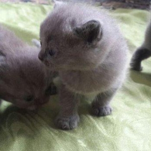 Британские котята, чистопородые. Родились 31 октября. На фото им 24
