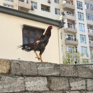 temiz cins heyrati bece 6 ayliqdir. yaninda heyrati feresiyle satiram.