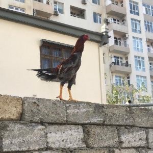 temiz cins heyrati bece 6 ayliqdir. yaninda heyrati feresiyle satiram.